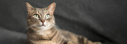 Grey cat posing and looking confident